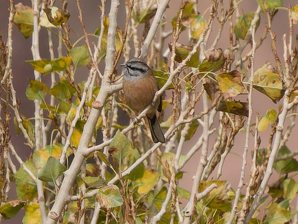 <h3><a href="/trips/marokko/biota/animalia/chordata/aves/040 passeriformes/126 emberizidae/emberiza cia/emberiza cia-nl.html">Emberiza&nbsp;cia</a> / Rock&nbsp;bunting / Grijze&nbsp;gors</h3>OM-1 Mark II met OLYMPUS M.150-400mm F4.5 TC, 1/2000 sec  bij F5.6, ISO 640, afstand 60.2&nbsp;m